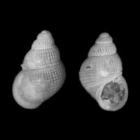 Alvania zylensis 